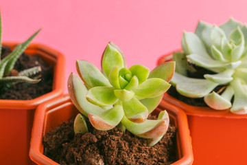 Sticker - Succulent plants on pastel pink background. Flat lay.