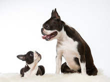 Two Boston Terriers Isolated On White. The Puppy Is Looking Up To It's Mother. Image Taken In A Studio. The Other Dog Is 8 Weeks Old Puppy.