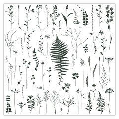 Vector silhouettes collection. Set of field flowers and herbs.