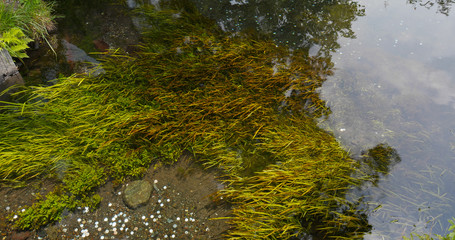 Canvas Print - Water pond in Oshino Hakkai