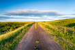 © Helen Hotson - A country lane running across Eggardon Hill