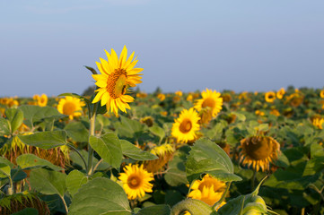  bright sunflowers on a large field on a sunny day