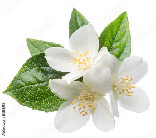 Blooming jasmine branch isolated on white. Poster Mural XXL