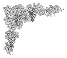 Bunches Of Grapes On A Grape Vine With Leaves. Corner Or Border Design Element In A Vintage Woodcut Etching Style