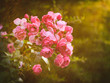 Rose in secret garden