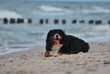 duży pies odpoczywający na plaży