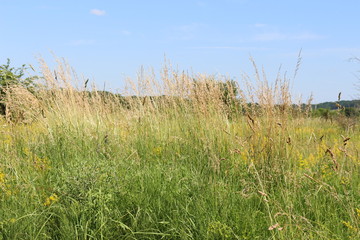  Flowers and grass growing in the summer meadow