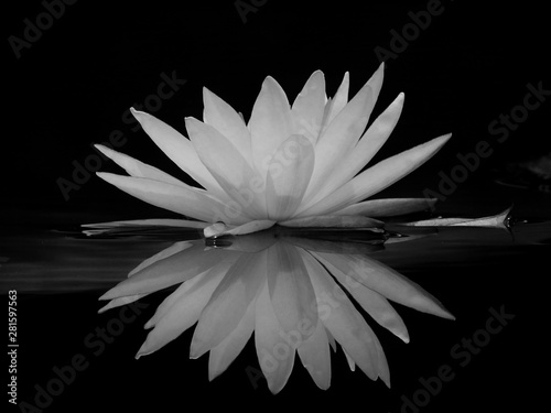 Cuadros en Lienzo black and white lotus with water reflection