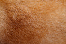 Closeup Dog Fur Texture