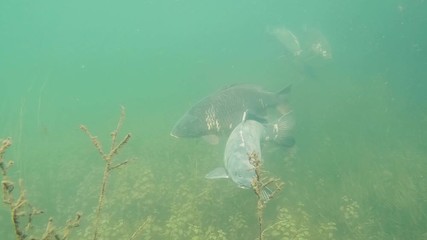 Wall Mural - Underwater footage of swimming big Danube carps (Cyprinus carpio). Underwater video in the lake. Diving in fresh water. Beautifull common carp uderwater. Kaprfen in the pond habitat