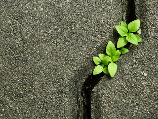 Poster - cement block of pavement floor with green plant