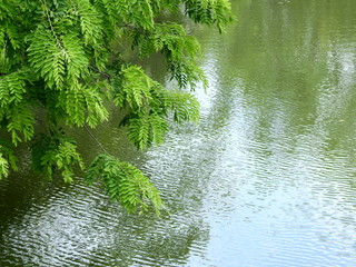 branch of spring tree above the water