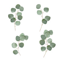 Silver Dollar Eucaliptus Leaves Set. Natural Branches, Greenery Vector Illustration