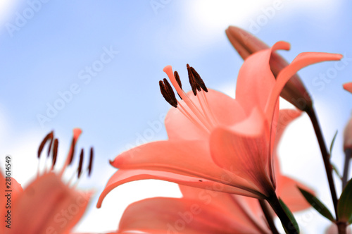 red-flower-on-blue-background
