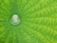 Water Drop On Green Lotus Leaf