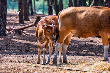 Cow enjoying sunshine in summer