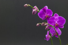 Beautiful Pink Orchid Phalaenopsis On Dark Background.
