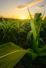 Young Green Corn Growing On The Field At Sunset Time.