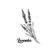 Lavender Black And White Vector Sketch. Fragrant French Wildflower With Title. Violet Summer Honey Plant Sketched Outline. Blooming Aromatic Provence Wild Flower Engraving. Aromatherapy Scent