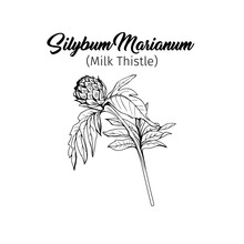 Silybum Marianum Black And White Vector Illustration. Homeopathic Ingredient, Honey Plant Bud. Botanical Monochrome Drawing. Thorny Young Wildflower, Weed Engraved Sketch. Poster Design Element