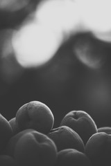 Wall Mural - Ripe apricots on the basket with natural bokeh sunset background