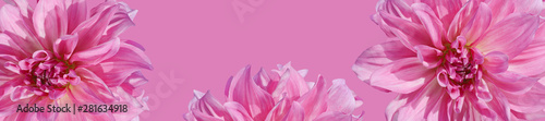 Panorama with dahlia on a pink background