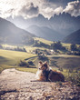 shetland sheepdog in the mountains