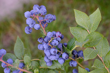 Blueberries On A Bush On Ripened In The Garden