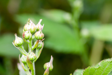 Fresh Gooseberries. Growing on A Branch in the garden