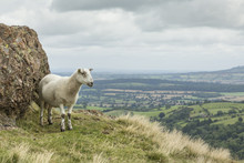 Sheep In Shropshire UK