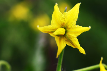 Poster - Tomatoes bloom yellow flower closeup