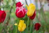 Fototapeta Kwiaty - colorful tulips, flowers blooming in spring.