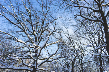 snow-covered park on a clear day at sunset.