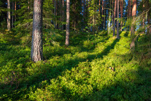 Beautiful Finnish Forest At Sunrise Light Landscape