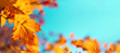 Leinwandbild Motiv Autumn yellow leaves on blue sky background. Golden autumn concept. Sunny day, warm weather.
