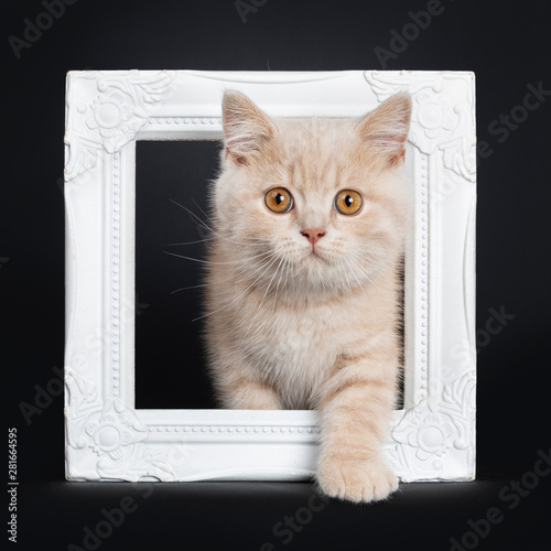 Cute Creme British Shorthair Kitten Sitting Through White Photo