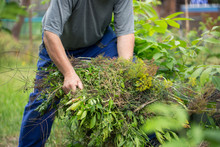 Senior Man Cleaning Garden From A Weed, Gardening Concept