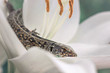 A lizard resting on the lily petal