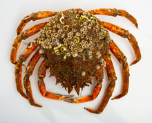 Spider Crab On White Surface