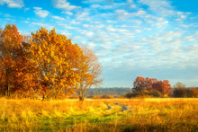 Beautiful Autumn Landscape. Yellow Foliage On Trees.  Fall. Autumnal Meadow With Colorful Trees.