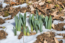 Daffodil Shoots In The Snow