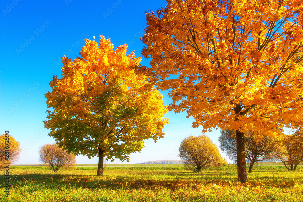 Yellow Autumn Trees