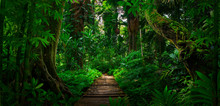 Southeast Asian Tropical Rainforest With Path