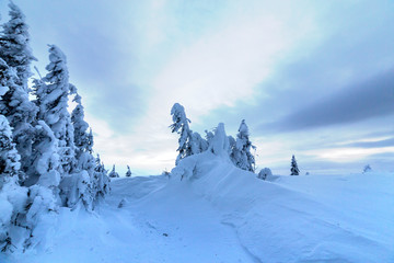 Winter mountain blue landscape. Small spruce trees in deep snow on bright cloudy sky copy space background.