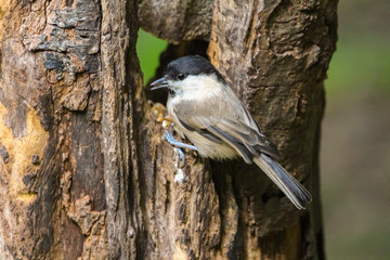 Wall Mural - willow tit