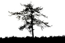 Black Silhouette Of Tree On White Background