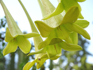 yellow flower