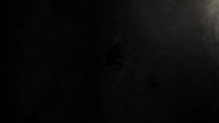 A large spider sits on a web at night. A spider hunts insects to drink their blood. Poisonous insect. Fear of spiders. Halloween. Horror movie. 