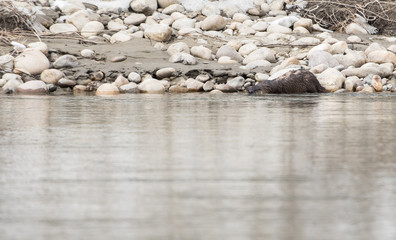 River otter in the wild