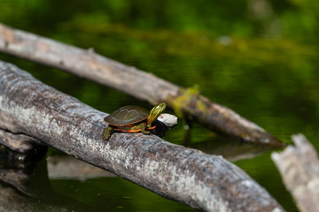 Poster - The painted turtle (Chrysemys picta) is native turtle of north america